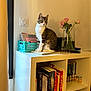 cat, tabby_cat, bookshelf, books, notebook, vase, flowers, photo_collage, photos_on_wall, figurines, crate, curtain, window, desk, sitting, shelf, decor, wood_floor, power_socket, stationery