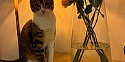 Liv participe au concours pour gagner de l'argent avec cette photo : cat, kitten, tabby_cat, sitting, vase, roses, flowers, lamp, lampshade, table, wooden_table, shadow_pattern, water, charger, cable, indoor, cozy, whiskers, curious_pet, portrait
