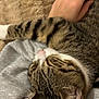 cat, tabby_cat, pet, sleeping, cozy, blanket, human_hand, paw, fur, whiskers, nose, ear, domestic_animal, indoor, close_up, resting, lap, stripes, textile, cuddle
