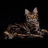 cat, tabby_cat, animal, pet, feline, lying_down, portrait, amber_eyes, whiskers, fur, stripes, dark_background, studio_lighting, relaxed, looking_at_camera, mammal, domestic_cat, indoor, close_up, beautiful