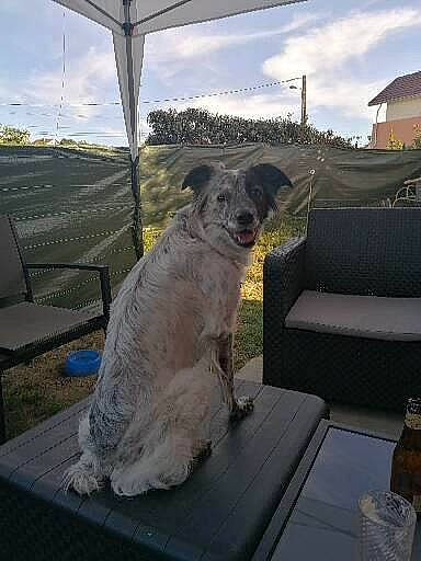 Rio participe au concours pour gagner de l'argent avec cette photo : canidae, carnivore, chair, cloud, companion_dog, dog, dog_breed, fawn, grass, outdoor_furniture, schnauzer, shade, sitting, sky, snout, sporting_group, standard_schnauzer, tail, terrier, toy_dog