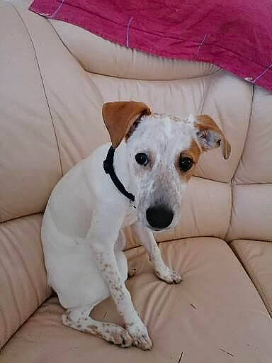 Sacha participe au concours pour gagner de l'argent avec cette photo : canidae, carnivore, collar, comfort, companion_dog, couch, dog, dog_breed, dog_collar, dog_supply, fawn, furniture, linens, pet_supply, pillow, snout, sporting_group, terrier, whiskers, working_animal