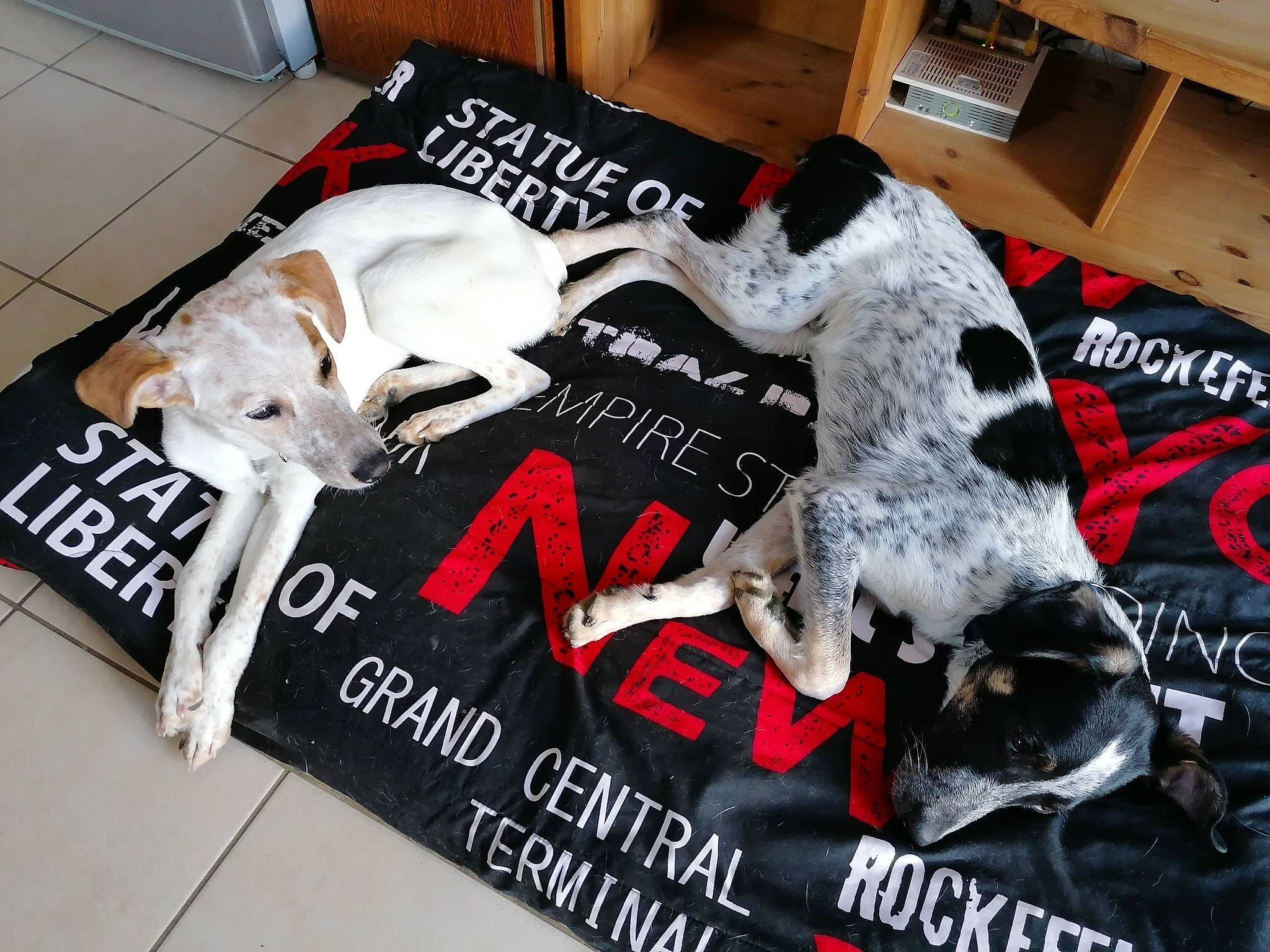 Sacha participe au concours pour gagner de l'argent avec cette photo : advertising, book, brand, canidae, carmine, carnivore, companion_dog, dog, dog_breed, dog_supply, font, linens, publication, sporting_group, t_shirt