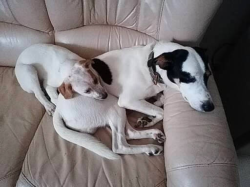 Sacha participe au concours pour gagner de l'argent avec cette photo : canidae, carnivore, comfort, companion_dog, couch, dog, dog_breed, fawn, magyar_agar, mammal, non_sporting_group, paw, sighthound, sporting_group, tail, terrestrial_animal, vertebrate, working_animal