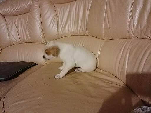 Sacha participe au concours pour gagner de l'argent avec cette photo : canidae, carnivore, cat, comfort, companion_dog, couch, dog_breed, fawn, felidae, flooring, fur, furniture, hardwood, small_to_medium_sized_cats, snout, sporting_group, tail, terrestrial_animal, whiskers, wood