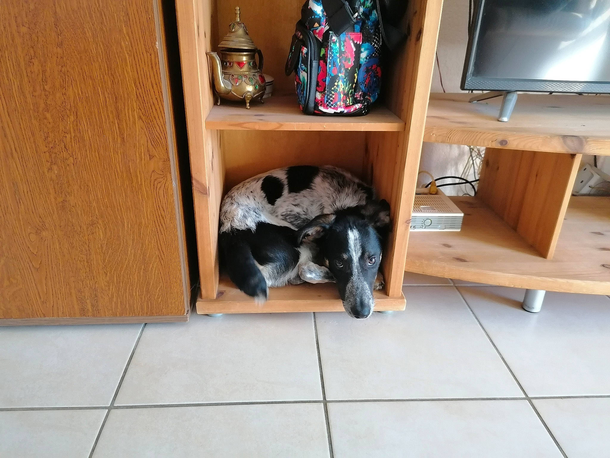 Simba participe au concours pour gagner de l'argent avec cette photo : bookcase, cabinetry, carnivore, computer_desk, cupboard, dog, entertainment_center, floor, flooring, furniture, hardwood, home_appliance, living_room, room, shelf, shelving, table, television, television_set, wood