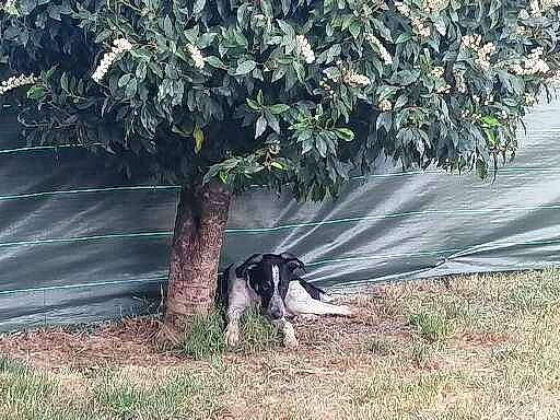 Simba a rejoint le concours — aidez-le/la à gagner de superbes lots ! canidae, carnivore, companion_dog, dog, dog_breed, grass, gun_dog, herding_dog, landscape, leisure, plant, shade, shrub, soil, tail, terrestrial_animal, tree, twig, wildlife, woody_plant