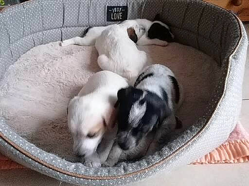 Simba a rejoint le concours — aidez-le/la à gagner de superbes lots ! carnivore, comfort, companion_dog, dog, dog_breed, dog_supply, flooring, hardwood, nap, pet_supply, plant, sporting_group, terrestrial_animal, working_animal