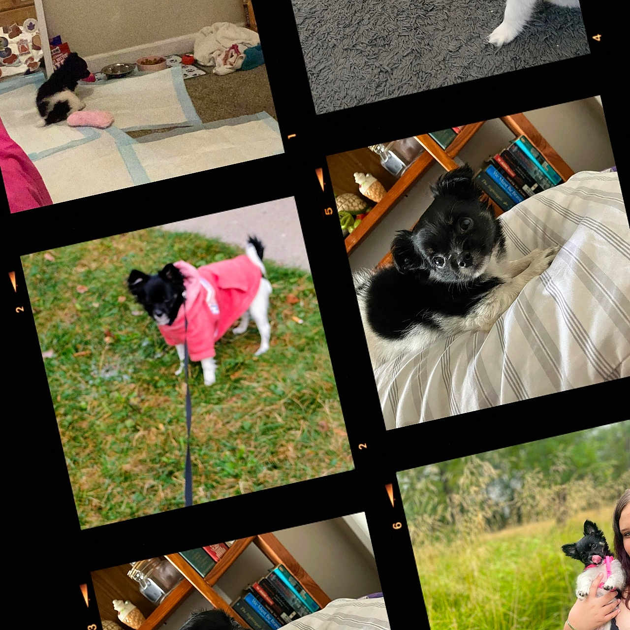 Skylar joined the competition — help win amazing prizes! accessories, animal, art, bed, bracelet, canine, cat, collage, dog, face, furniture, grass, head, jewelry, person, pet, photography, plant, portrait, puppy