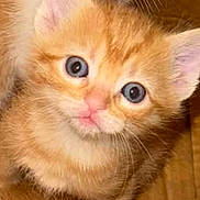 Leo is registered to the contest to win money with this photo: adorable, animal, blue_eyes, cat, close_up, curious, cute, domestic_cat, feline, fur, indoor, kitten, orange_tabby, pet, pink_nose, portrait, small, soft_fur, whiskers, young