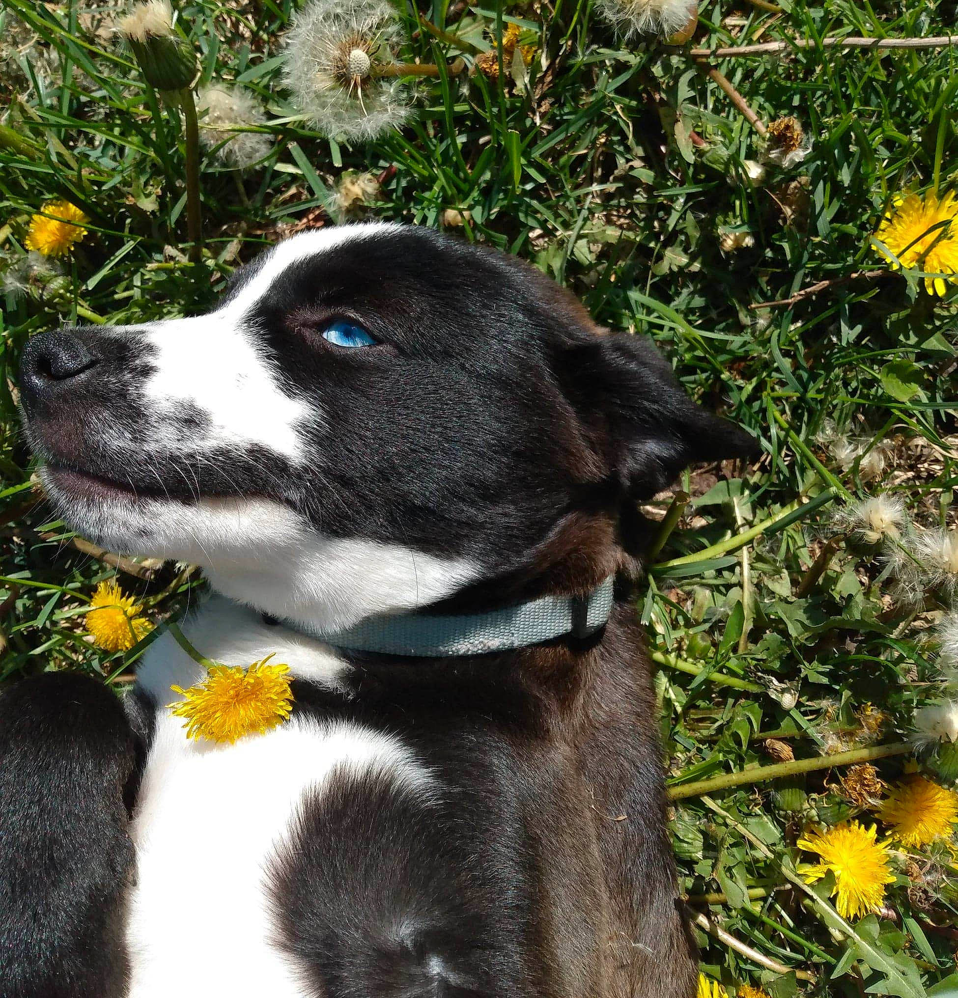 Stan is registered to the contest to win money with this photo: carnivore, collar, companion_dog, dog, dog_breed, dog_collar, flower, fur, grass, plant, snout, terrestrial_animal, whiskers, working_animal, working_dog