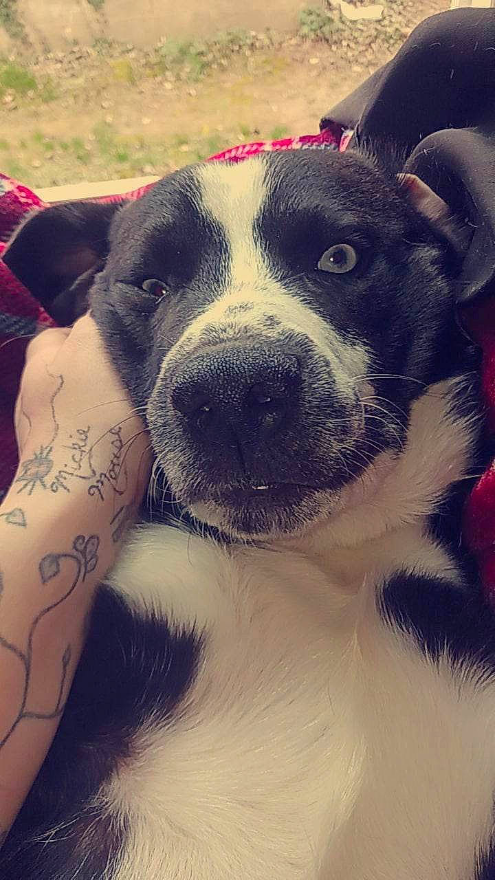 Stan is registered to the contest to win money with this photo: canidae, carnivore, collar, companion_dog, dog, dog_breed, dog_collar, elbow, fawn, fur, giant_dog_breed, happy, human_leg, puppy_love, snout, sporting_group, temporary_tattoo, whiskers, working_animal, wrist