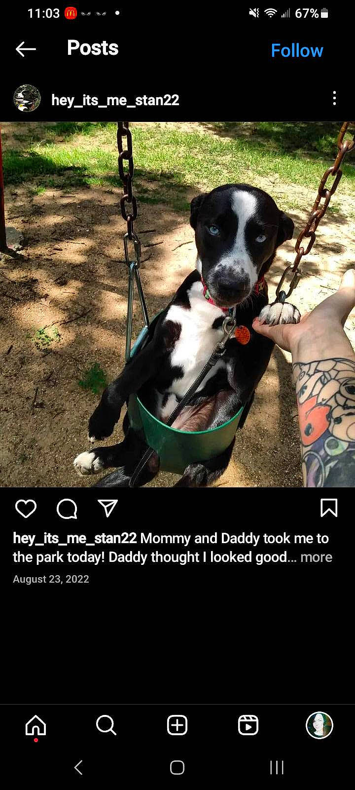 Stan joined the competition — help win amazing prizes! advertising, canidae, carnivore, collar, companion_dog, dog, dog_breed, dog_collar, dog_supply, font, grass, guard_dog, leash, leisure, pet_supply, photo_caption, plant, recreation, sporting_group, working_dog