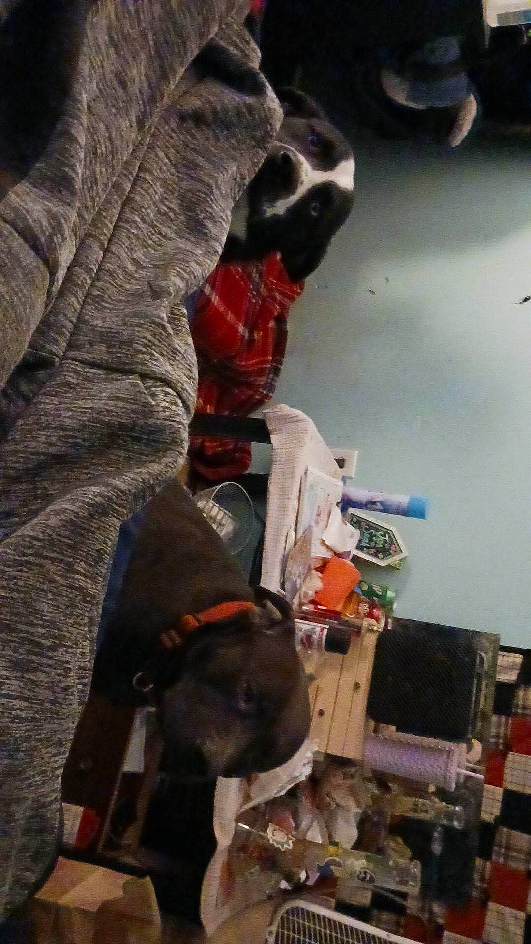 Stan joined the competition — help win amazing prizes! adventure, art, artist, box, carmine, costume, fictional_character, flesh, fun, fur, hat, helmet, machine, personal_protective_equipment, room, tradition, tree, visual_arts, working_animal