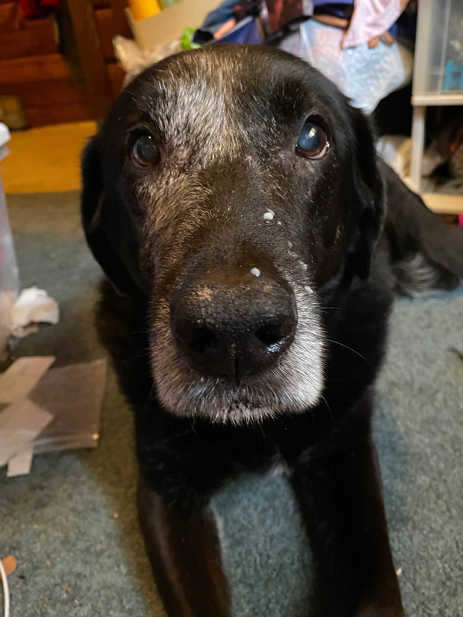 Bill joined the competition — help win amazing prizes! beagador, blue_lacy, borador, canidae, carnivore, dog, dog_breed, fawn, hunting_dog, labrador_retriever, mammal, nose, patterdale_terrier, pointing_breed, retriever, snout, sporting_group, vertebrate, whiskers