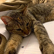 Kitty Witty joined the competition — help win amazing prizes! cat, tabby, notebook, blanket, fur, sleepy, relaxed, whiskers, paws, striped, indoor, closeup, pet, animal, mammal, resting, cozy, feline, cute, stretching