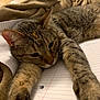 cat, tabby, notebook, blanket, fur, sleepy, relaxed, whiskers, paws, striped, indoor, closeup, pet, animal, mammal, resting, cozy, feline, cute, stretching