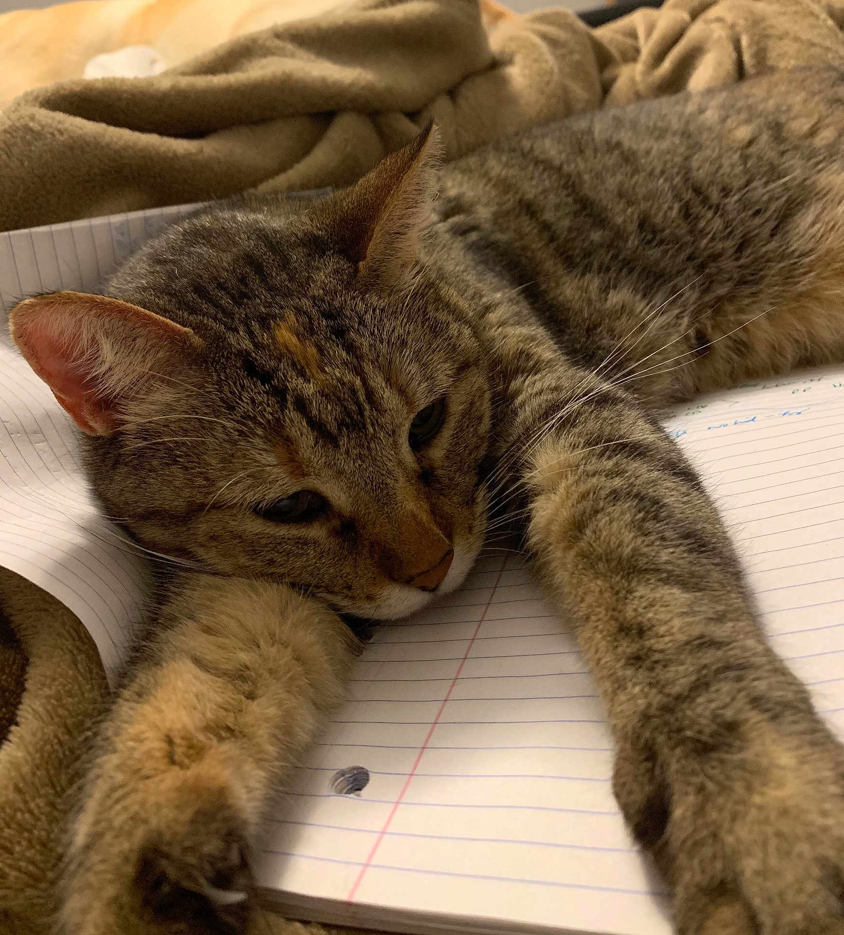 Kitty Witty joined the competition — help win amazing prizes! cat, tabby, notebook, blanket, fur, sleepy, relaxed, whiskers, paws, striped, indoor, closeup, pet, animal, mammal, resting, cozy, feline, cute, stretching