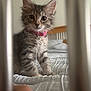Hunny is registered to the contest to win money with this photo: kitten, cat, pet, animal, feline, collar, bell, bed, bedding, furry, cute, curious, indoors, soft_focus, striped, young, whiskers, ears, closeup, playful