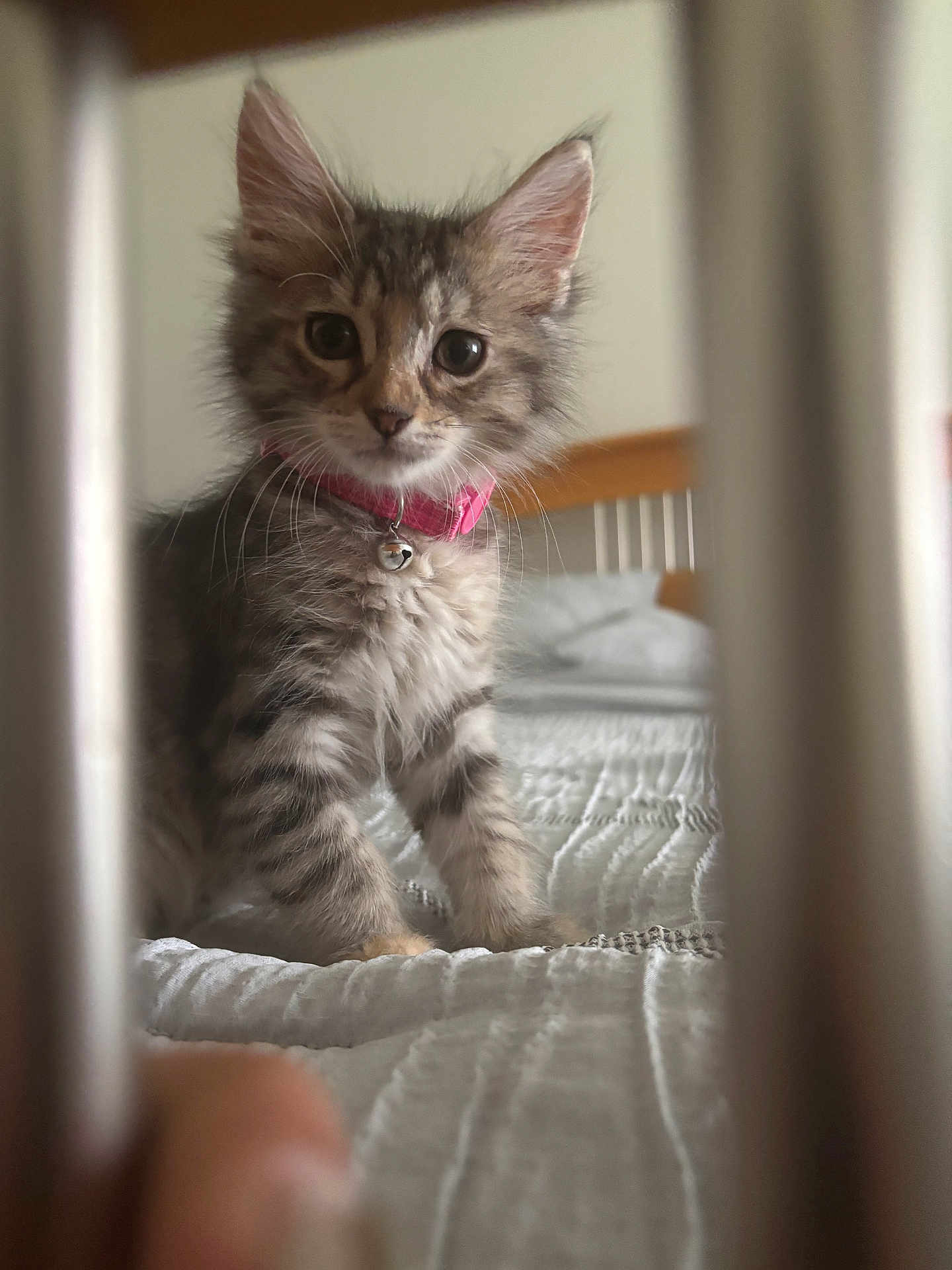 Hunny is registered to the contest to win money with this photo: kitten, cat, pet, animal, feline, collar, bell, bed, bedding, furry, cute, curious, indoors, soft_focus, striped, young, whiskers, ears, closeup, playful