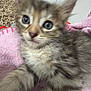 Hunny joined the competition — help win amazing prizes! kitten, cat, furry, close_up, pet, animal, fur, pink_blanket, carpet, indoor, cute, young, tabby, small, whiskers, ears, eyes, resting, soft, blurred