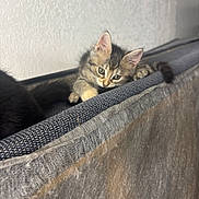 Hunny is registered to the contest to win money with this photo: kitten, cat, furniture, curious, pet, animal, indoor, young, cute, fur, whiskers, ears, paw, climbing, texture, gray, black, small, resting, wall