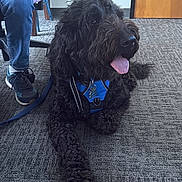 Yankee joined the competition — help win amazing prizes! animal, black_dog, blue_harness, carpet, chair, curly_fur, dog, door, floor, happy, indoor, jeans, leash, person_partial, pet, relaxed, sitting, sneakers, tongue_out, wall