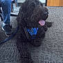 animal, black_dog, blue_harness, carpet, chair, curly_fur, dog, door, floor, happy, indoor, jeans, leash, person_partial, pet, relaxed, sitting, sneakers, tongue_out, wall