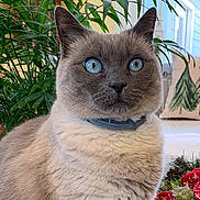 Boo is registered to the contest to win money with this photo: cat, blue_eyes, fluffy, indoor, plant, greenery, collar, holiday_decor, pinecones, red_ribbon, cushion, window, curtain, furniture, close_up, pet, animal, whiskers, cute, curious