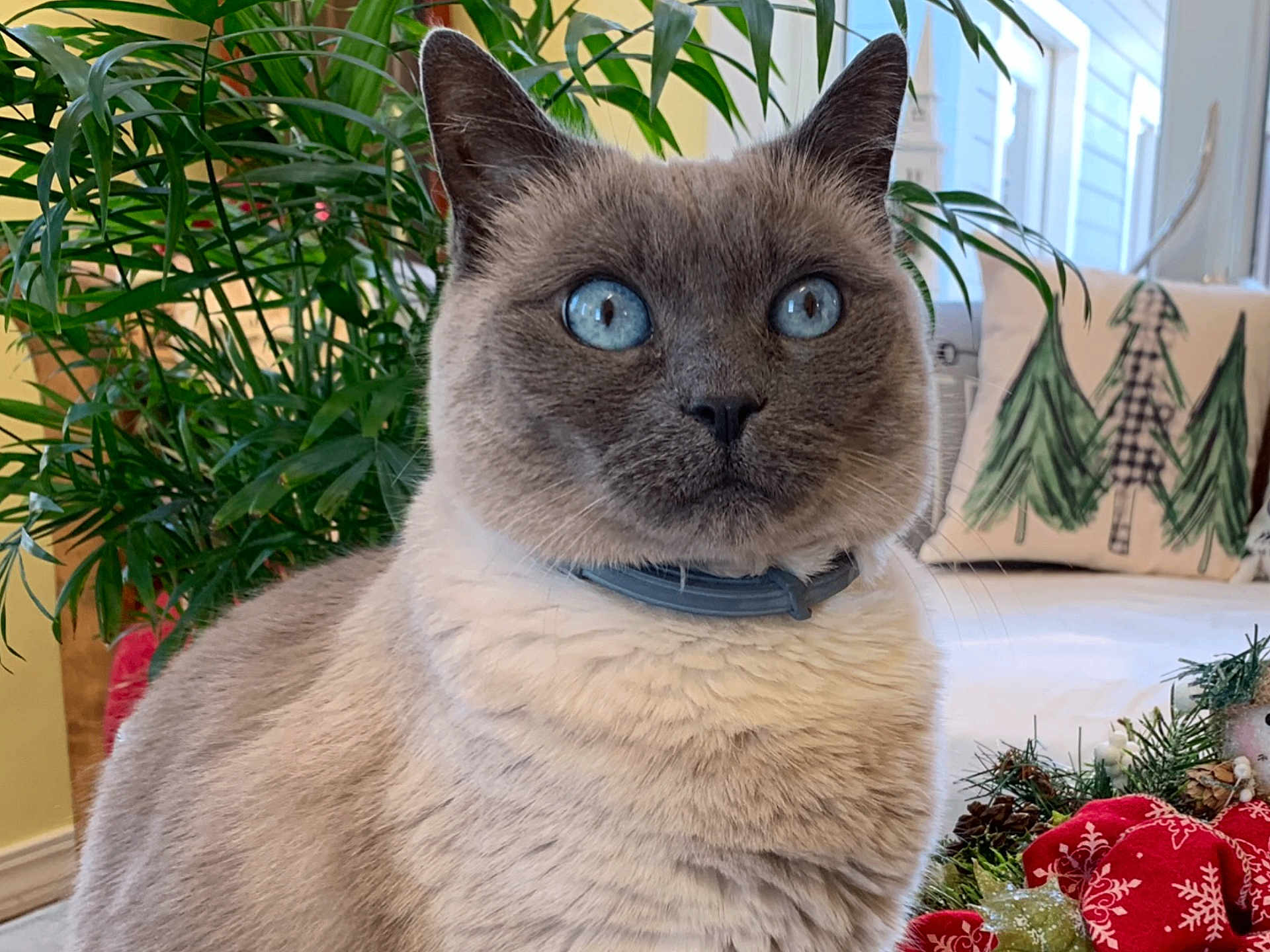 Boo is registered to the contest to win money with this photo: cat, blue_eyes, fluffy, indoor, plant, greenery, collar, holiday_decor, pinecones, red_ribbon, cushion, window, curtain, furniture, close_up, pet, animal, whiskers, cute, curious