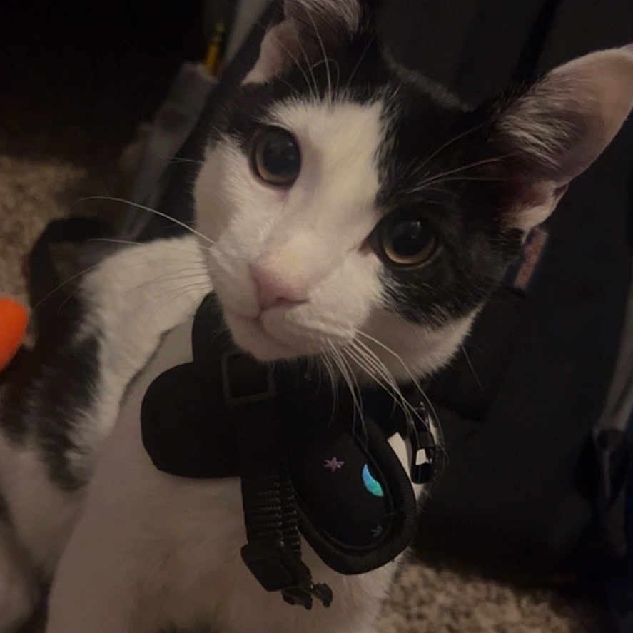Skipper is registered to the contest to win money with this photo: accessory, background, black, black_and_white, carpet, cat, close_up, curious, domestic_animal, ears, eyes, feline, floor, harness, indoor, pet, standing, whiskers, white, young_cat