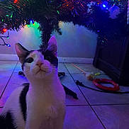 Skipper is registered to the contest to win money with this photo: cat, christmas_tree, holiday_lights, indoor, tiled_floor, black_and_white, pet, curious, decorations, festive, animal, feline, home, seasonal, colorful_lights, close_up, floor, tree_stand, toy, night