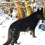 Move a rejoint le concours — aidez-le/la à gagner de superbes lots ! dog, black_dog, snow, winter, forest, trees, nature, outdoor, animal, canine, fur, snowy_ground, branches, sunlight, alert, wildlife, cold, landscape, winter_season, tree_bark