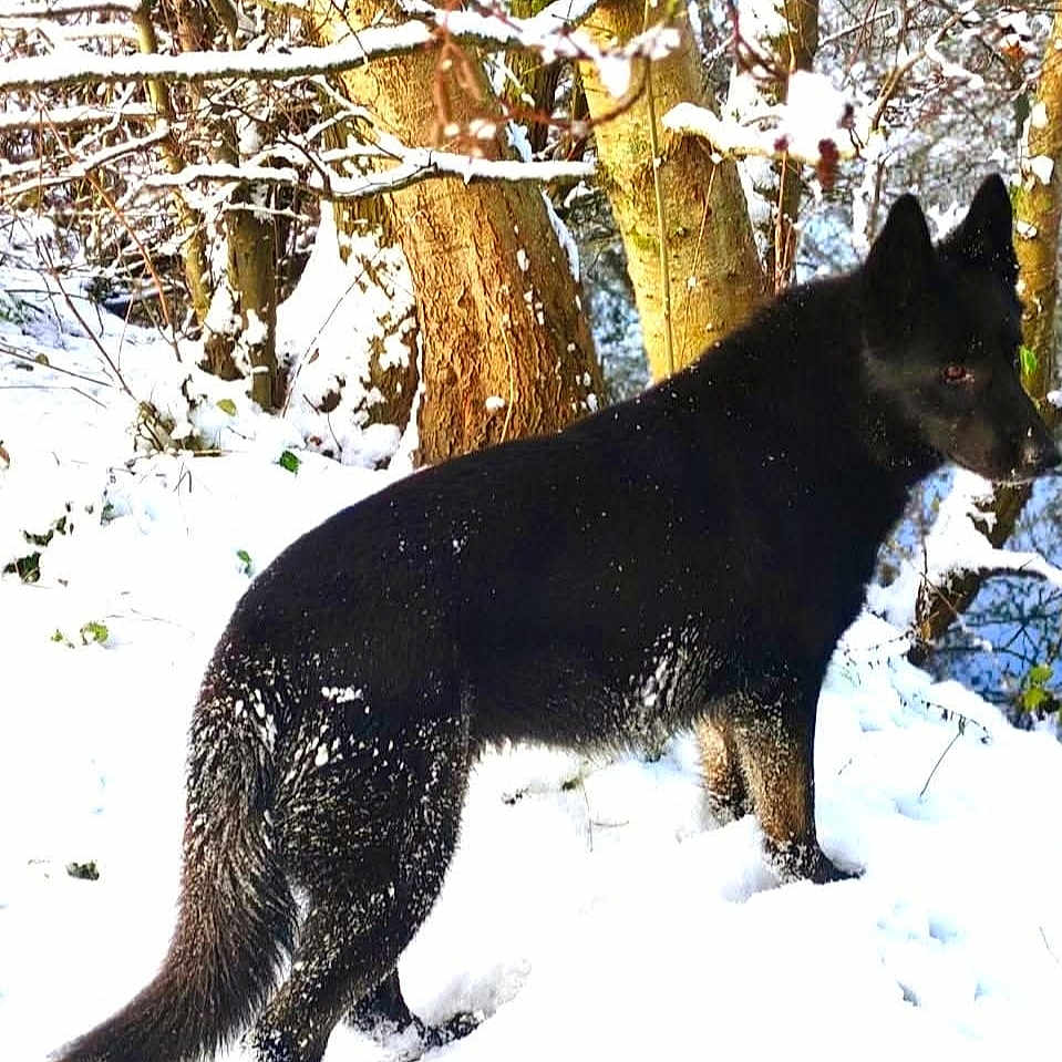 Move a rejoint le concours — aidez-le/la à gagner de superbes lots ! alert, animal, black_dog, branches, canine, cold, dog, forest, fur, landscape, nature, outdoor, snow, snowy_ground, sunlight, tree_bark, trees, wildlife, winter, winter_season