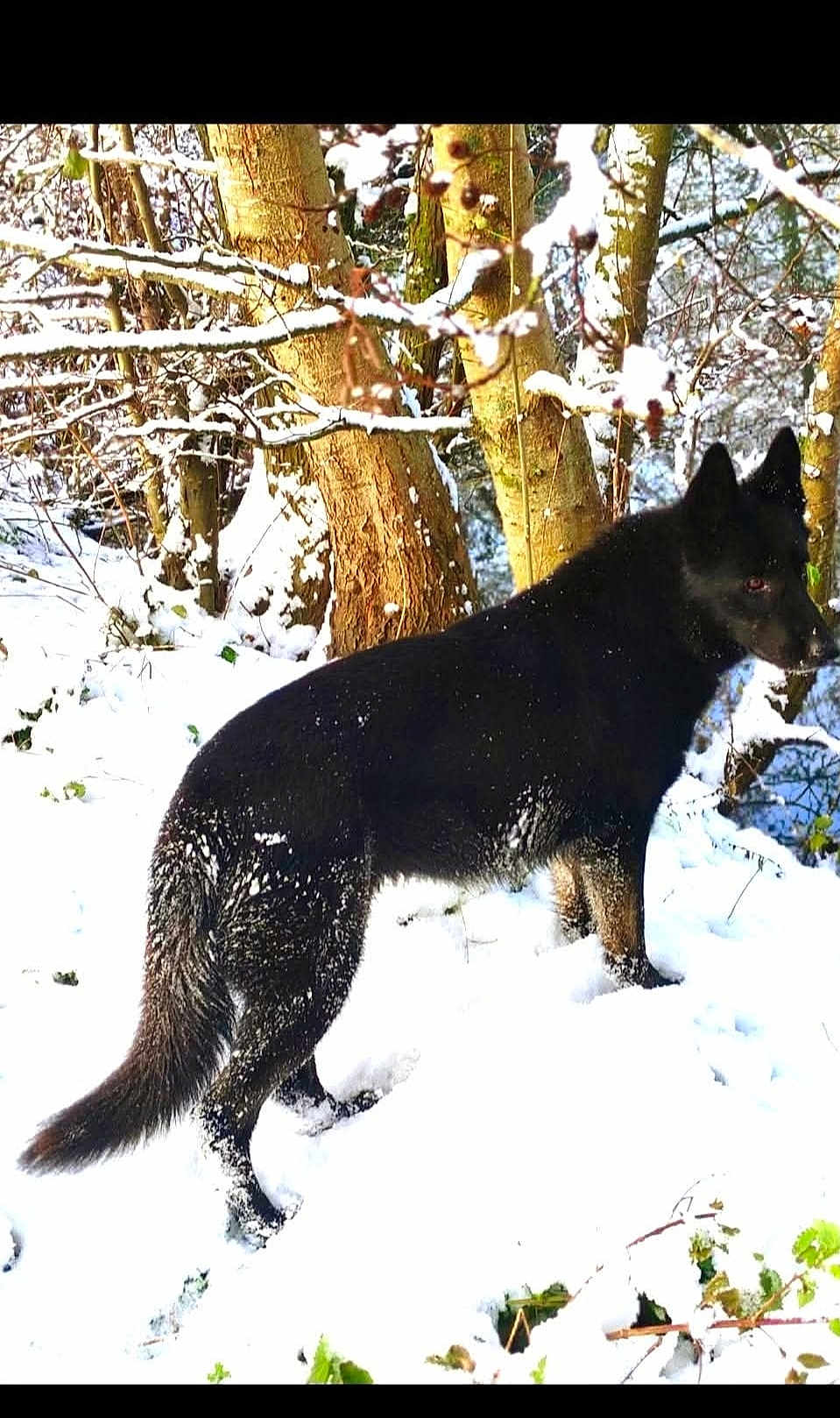Move a rejoint le concours — aidez-le/la à gagner de superbes lots ! dog, black_dog, snow, winter, forest, trees, nature, outdoor, animal, canine, fur, snowy_ground, branches, sunlight, alert, wildlife, cold, landscape, winter_season, tree_bark