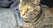 Gilbert joined the competition — help win amazing prizes! cat, tabby_cat, pet, animal, indoor, bed, blanket, feline, fur, yellow_eyes, striped, resting, cozy, domestic_animal, closeup, looking_away, soft_light, texture, bedroom, relaxed