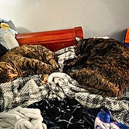 Gilbert is registered to the contest to win money with this photo: tabby_cat, cat, sleeping, bed, blanket, wooden_headboard, indoor, cozy, resting, feline, pet, patterned_blanket, two_cats, fur, domestic_animal, relaxation, comfort, napping, animal, home