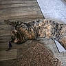 Gilbert is registered to the contest to win money with this photo: cat, tabby_cat, floor, wooden_floor, scratching_pad, toy, indoor, pet, feline, lying_down, relaxed, brown, striped, animal, domestic_animal, flooring, home, resting, plaything, fur