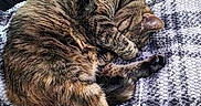 Gilbert joined the competition — help win amazing prizes! animal, bed, blanket, cat, cozy, curled_up, cute, domestic_animal, feline, fur, home, indoor, pet, quiet, relaxing, resting, sleeping, tabby, texture, wooden_headboard
