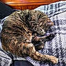 Gilbert joined the competition — help win amazing prizes! cat, tabby, curled_up, sleeping, blanket, bed, wooden_headboard, indoor, pet, feline, cozy, resting, fur, domestic_animal, animal, cute, quiet, relaxing, texture, home