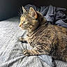 Gilbert joined the competition — help win amazing prizes! animal, bed, blanket, cat, comfort, cozy, feline, fur, gray, indoor, looking, pet, profile, relaxed, resting, soft_light, striped, tabby, texture, whiskers