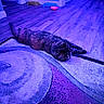 cat, animal, pet, indoor, floor, rug, wooden_floor, tail, stretching, purple_light, blue_light, home, cozy, domestic, feline, carpet, relaxed, lying_down, interior, quiet