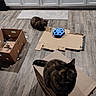 cat, cardboard, box, floor, toy, kitchen, cabinet, wooden_floor, pet, animal, indoor, curious, feline, blurred, domestic, playful, brown_cat, tabby_cat, household, cozy