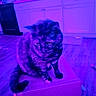 cat, box, indoor, kitchen, floor, furniture, pet, animal, purple_tint, blurry, domestic, sitting, household, cabinet, countertop, tail, wood_floor, low_light, feline, curious