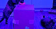 Grumps joined the competition — help win amazing prizes! cat, cats, cardboard_box, floor, toy, bowl, kitchen, cabinet, pet, indoor, purple_light, blue_light, animal, feline, play, drinking, curious, relaxed, wood_floor, home