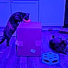 cat, cats, cardboard_box, floor, toy, bowl, kitchen, cabinet, pet, indoor, purple_light, blue_light, animal, feline, play, drinking, curious, relaxed, wood_floor, home