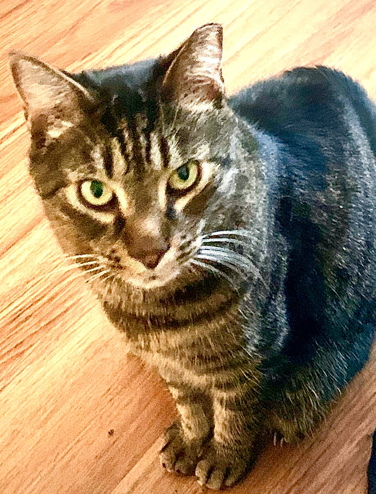 Gismo is registered to the contest to win money with this photo: carnivore, cat, claw, domestic_short_haired_cat, felidae, fur, grass, hardwood, paw, sitting, small_to_medium_sized_cats, snout, tail, terrestrial_animal, whiskers, wildlife, window, wood