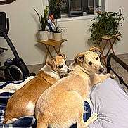 Stella is registered to the contest to win money with this photo: bed, blanket, canine, carpet, cozy, curtain, dog, domestic_animal, exercise_equipment, furniture, indoor, pet, plant, relaxing, resting, room, sleepy, table, two_dogs, window