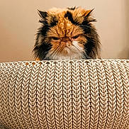 Gigi is registered to the contest to win money with this photo: cat, fluffy_cat, grumpy_cat, basket, woven_basket, indoor, pet, fur, orange_cat, black_cat, white_cat, carpet, closeup, animal, cute, expression, feline, home, texture, pattern