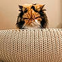 cat, fluffy_cat, grumpy_cat, basket, woven_basket, indoor, pet, fur, orange_cat, black_cat, white_cat, carpet, closeup, animal, cute, expression, feline, home, texture, pattern